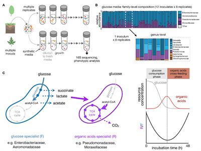 Multi-Replicated Enrichment Communities as a Model System in Microbial Ecology